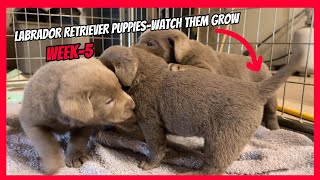 Labrador Retriever PuppiesWeek 5 Watch Them Grow [upl. by Nilac311]