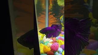 beautiful Betta fishfish aquarium fishaquarium shors 🐬🐬🐬🐬 [upl. by Aiker]