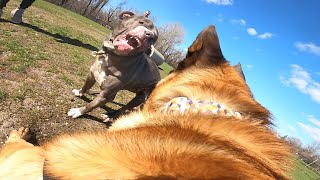 Aggressive Pit Bull Attacks Belgian Malinois At Dog Park TRIGGER WARNING [upl. by Aretahs330]