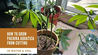 Grow Pachira Aquatica from cutting Money Plant [upl. by Crystal732]