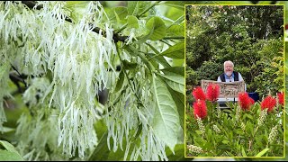 ARBRE DE NEIGE  SA FLORAISON TRÈS SPECTACULAIRE MÉRITE VOTRE JARDIN… Le Quotidien du Jardin N°389 [upl. by Peatroy603]