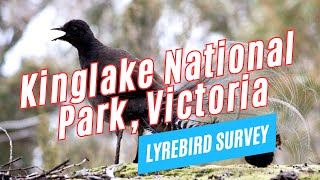 Explore KINGLAKE NATIONAL PARK Victoria Australia  Tour the World TV [upl. by Lleruj]