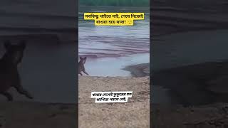 সবকিছু খাইতে নাই 😒 viralvideo funny shortvideo educationalvideo dog foryou fyp trending [upl. by Sams147]