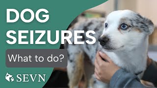 What to Do When Your Dog Has a Seizure [upl. by Orin]