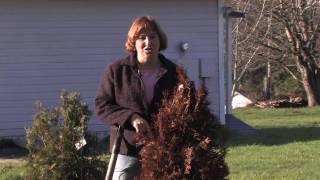 Gardening Tips  How to Remove Dead Shrubs [upl. by Tecla]