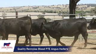 CallowLivestock AuctionsPlus MA Sinclair Quality Rennylea Blood PTE Angus Heifers [upl. by Helfand]