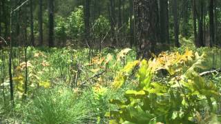 How Fire Can Restore a Forest A TimeLapse Ground View [upl. by Forkey]