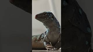 Whiptail Blue Lizard  Bonaire December 2023 [upl. by Nylrebmik]