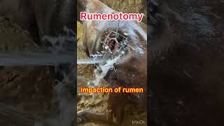 Impaction of rumen l Rumenotomy l Dr Umar Khan [upl. by Gad]