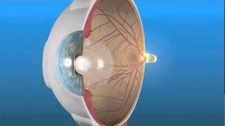 How the Eye Works and the Retina [upl. by Nibur323]