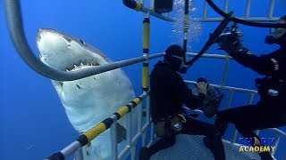 Great White Sharks  SHARK ACADEMY [upl. by Bumgardner]