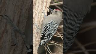 Gila Woodpecker Sounds Video Bird Sounds of California [upl. by Aneryc]