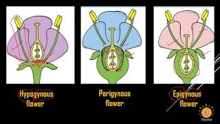 Types of Flower on basis of Ovary Position  Hypogynous Flower  Epigynous Flower Perigynous Flower [upl. by Lehcim986]