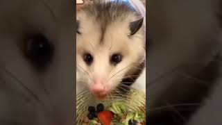 Opossum Virginia opossum Large american opossums Guianan Opossum [upl. by Ransome]