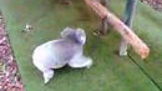 Kempsey Carolina koala running in circles at Koala Hospital [upl. by Krishna]