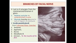 Extracranial branches of the facial nerve Branches of facial nerve outside the cranium [upl. by Rednasxela]