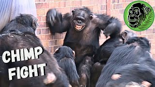 Baby Chimp In Danger As Big Female Chimp Fight Breaks Out [upl. by Tiras]