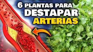 EVITA un INFARTO Las 6 PLANTAS que LIMPIAN las VENAS y ARTERIAS OBSTRUIDAS  Bajar el COLESTEROL [upl. by Dosia438]