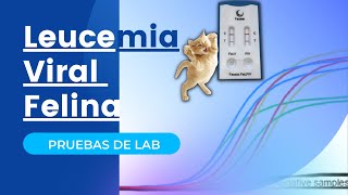 DIAGNÓSTICO DE LEUCEMIA VIRAL FELINA 😺  VILEF [upl. by Ateloj172]