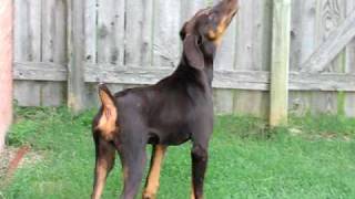 5 Month Old Doberman Puppy Barking [upl. by Suoicerp544]