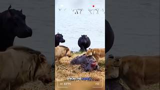 A Tragic Fate Of Baby Hippo 🦛 With Horrible Lions animals junglefacts crewfacts wildanimalfacts [upl. by Anyak]