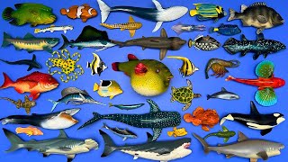 39 Sea Animals Whale Shark Orca Turtle Great White Shark Blue Whale Octopus Etc MN073 [upl. by Albion688]