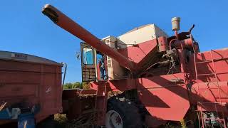 Corn Harvest 2024  International Harvester 715 Hydrostatic Combine [upl. by Girvin]