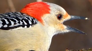 Red bellied woodpecker call  song  sounds  Bird [upl. by Dieterich]