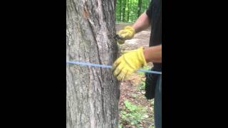 5 Tap Beginners Tubing Kit Installation  Roth Sugar Bush  Maple Equipment  Maple Syrup [upl. by Hatokad]