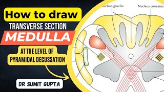 Transverse Section of Medulla  TS of Lower Part of Medulla at Pyramidal Decussation [upl. by Nnaeiram]