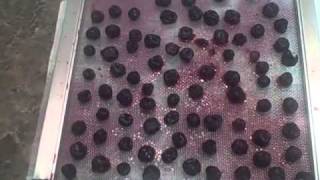 DIY Dehydrator  Pemmican Series  Step 1 [upl. by Hallerson]