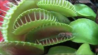 Venus Flytrap catches an insect [upl. by Anileba]