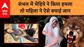 Wolf Attack  संभल में भेड़िये ने किया हमला तो महिला ने ऐसे बचाई जान  ABP GANGA [upl. by Abelard]