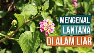 Mengenal Bahan Bonsai Lantana Lantana Camara di Alam Liar [upl. by Kori]