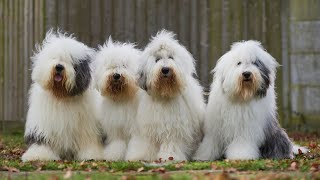 Old English Sheepdog vs Great Pyrenees Breed Comparison [upl. by Einhorn]