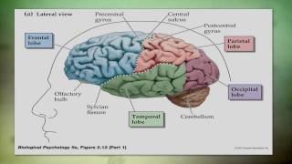 Overview of Traumatic Brain Injury TBI [upl. by Blaire]