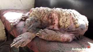 Aweinspiring recovery of a dog turning to stone from mange [upl. by Cyndie]