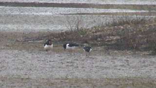 Oystercatchers Displaying [upl. by Frannie382]