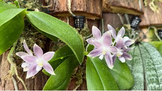 蘭蘭自雨，欣賞兩株不同色調的芋頭色艷花蝴蝶蘭Phal speciosa [upl. by Gabriel]