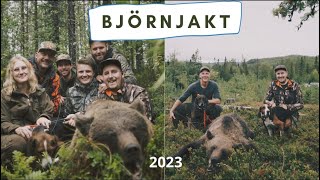 Björnjakten 2023  Bear Hunting Sweden [upl. by Caye]