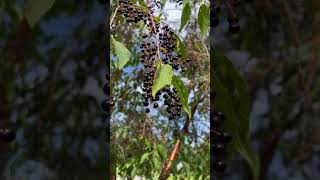 Alaskan Chokecherry 🌳 [upl. by Ydeh883]