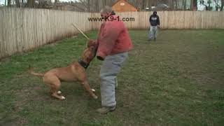 Attack Trained Bandogge Bites the Weapon Arm Dog Training with K91 [upl. by Nollaf]