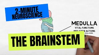 2Minute Neuroscience The Brainstem [upl. by Sperry]