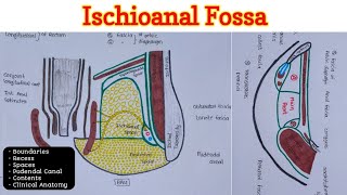 Ischioanal Fossa  Perineum 46 [upl. by Sonni256]