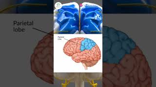 AREAS OF HUMAN BRAIN PARTS OF BRAIN medicalstudent medicalscience brain youtubeshorts [upl. by Ecnar]