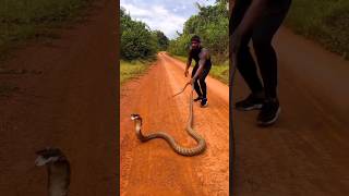 inland taipan snake  science facts  viral shorts  trending video [upl. by Atteloj]