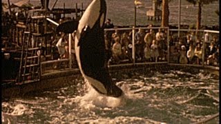 Found 8mm Film  Sea World San Diego 1969 Shamu [upl. by Anialeh780]