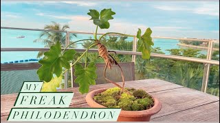 My Freak Philodendron Selloum  Thaumatophyllum bipinnatifidum [upl. by Nahsar]