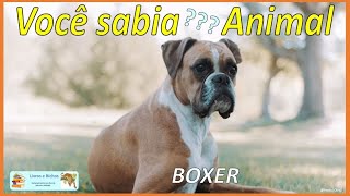 Você sabia Boxer boxer boxerdog cães dogs wilddogs caesdeguarda [upl. by Chancellor]