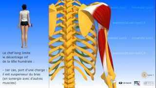 Muscle triceps brachial [upl. by Harret]